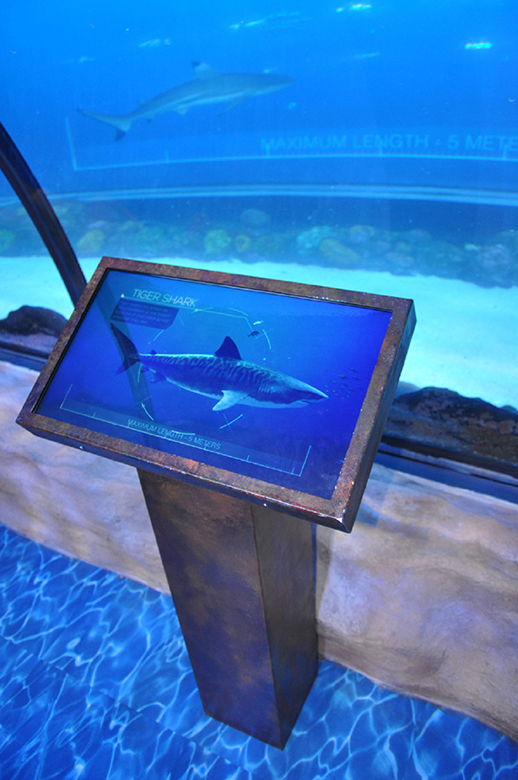 Dubai Aquarium6